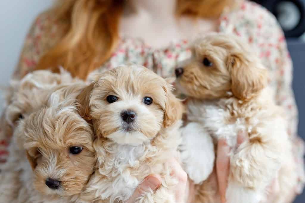 Maltipoo angle 7